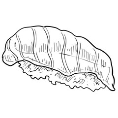 sushi handdrawn illustration