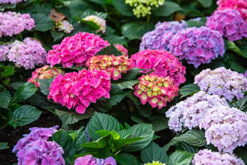 hydrangeas pink and purple flowers on its branches at hydrangea flower garden.