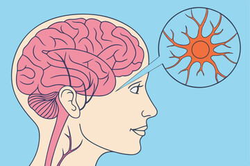 73 Medical illustration, human brain anatomy, neuron synapse close-up, cross-section view, educational diagram, vibrant colors, pink brain tissue, blue background, orange neurotransmitters, scientific