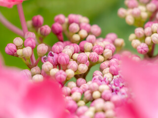 梅雨から初夏の公園や花壇を彩るアジサイのある風景。繊細でカラフルなツボミの様子。花びらや葉っぱの重なりと木漏れ日の光でボケた景色。ぼんやりした花畑のイメージ。