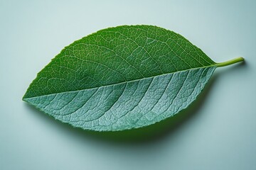 Obraz premium Minimalist Flat Lay of a Green Leaf on Pastel Background with Detailed Veins and Texture