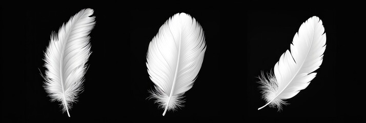 Obraz premium Delicate white feathers arranged in a set against a deep black backdrop, emphasizing their texture and beauty for design purposes
