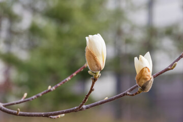 Magnolia buds announce the beginning of spring. warm spring sunshine - Magnolia denudata, Yulan...