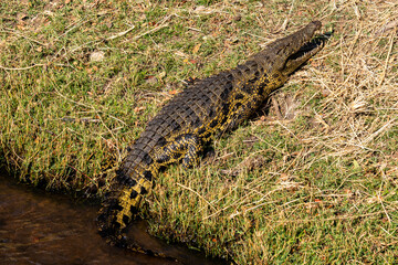 Nile Crocodile on a grass bank in the sun chobe river botswana 