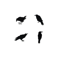 raven icon vector illustration template design