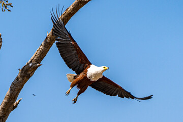 A close up shot of a  fish eagle with wings spread out wide flying with legs extended in botswana...