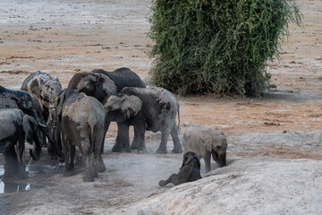 two baby elephants playing in the dusk with one on its side after a mud bath and the other standing next to it and the herd next to them on a dry day at a waterhole in botswana africa 