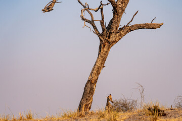 A giraffe head visible behind a termite mound next to a tree illuminated by the evening sun in the choke national park Botswana 