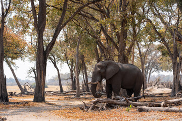 elephant standing beneath majestic trees of the in a side stance in the moremi national park botswana okavango delta with the wetlands in the background on a sunny day 