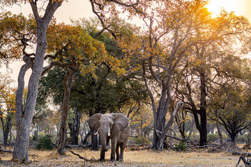 African elephant standing under big majestic trees with the sun in the top right corner of the foto looking into the camera in the moremi national park, okavango delta Botswana 
