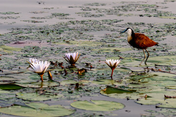 Bird walking across a lily pad field in the okavango delta in the morning light 