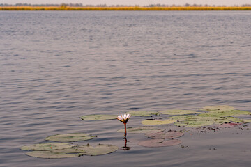 pink waterlilly in a pond in the middle of the okavango delta in africa botswana