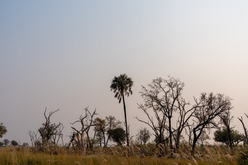 Silhouette of trees in the okavango delta against the light pink /blue sky of the rising sun on a September morning in botswana 