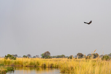 Fish eagle flying above the channel in okavango delta with green bushes alongside the channel 