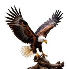 Obraz premium Majestic Bald Eagle Spreading Wings on Tree Branch in Nature Scene