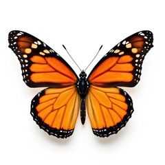 Fototapeta premium Vibrant Monarch Butterfly with Striking Orange and Black Wings