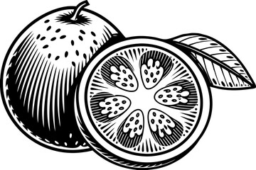 vector illustration of a fruit