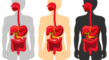 Set of human digestive system isolated on white background. Human digestive system in half body with 3 different colors. Grey, cream, dark color. Elements for medical anatomy, and science in EPS. 