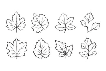 Set of 6 pec in two row  Bryophyllum Leaf line art on white background 