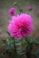 Fototapeta premium Vibrant Pink Dahlia in Full Bloom