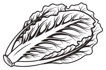 lettuce  black  line  vegetable vintage nature design