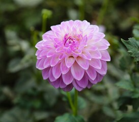 Vibrant Pink Dahlia Flower in Bloom