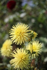 Obraz premium Vibrant yellow flowers in bloom.