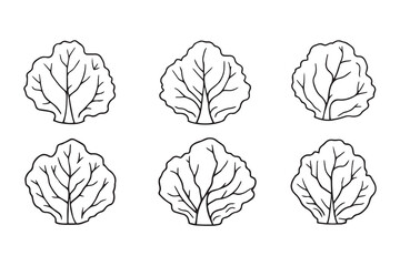 Set of 6 pec in two row  Cabbage  Leaf line art on white background