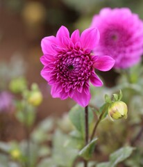 Vibrant pink dahlia flower in bloom.