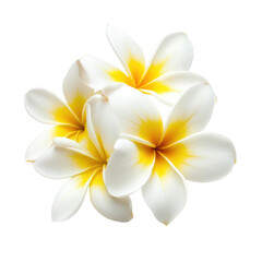 Fototapeta premium Beautiful white frangipani flowers, also known as plumeria, bloom in a tropical floral display transparent background