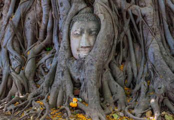 Buddha head in tree roots in Mahathat temple Ayutthaya province.