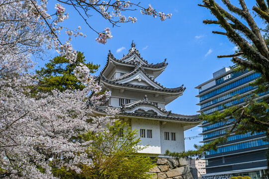桜と津城 三重県津市 日本