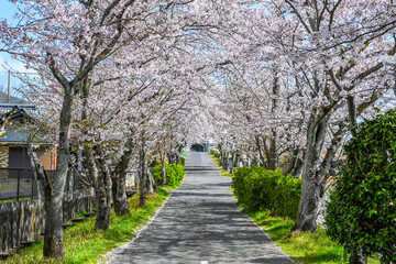 満開の桜並木と歩道の風景