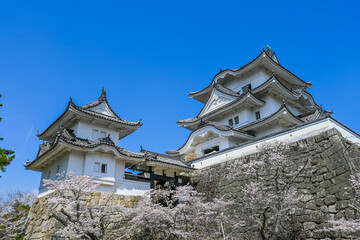Fototapeta premium 桜と伊賀上野城の風景 三重県伊賀市 日本