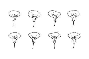 Calla Lily black line art