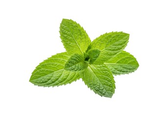 A sprig of fresh green mint leaves arranged in a star pattern isolated on white background