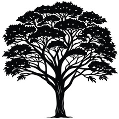 acacia
