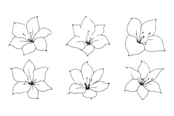 Set of 6 pec in two row  Carpathian Bellflower line art on white background