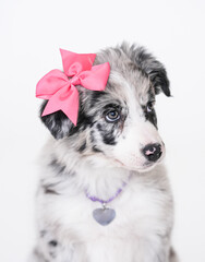 cute beautiful puppy girl border collie marble color in the studio on a white background. On the puppy's head is a pink bow