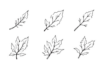 Set of 6 pec in two row  Castor Leaf line art on white background 
