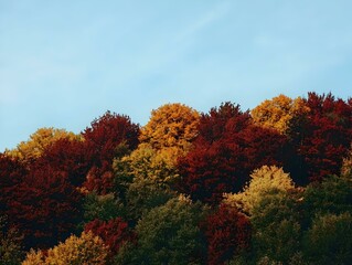 Fototapeta premium Autumnal forest canopy against a clear blue sky. Vibrant red, orange, and yellow leaves.