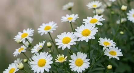 Captured in a natural setting with a shallow depth of field is a cheerful cluster of white daisies with bright yellow centers and green stems