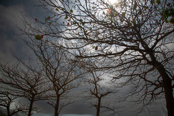奄美大島の午後のシルエット風景。