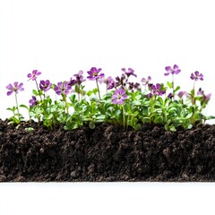 Purple Flowers Blooming in Rich Soil: A Stunning Springtime Image