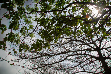 Fototapeta premium 奄美大島の午後のシルエット風景。