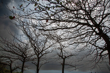 奄美大島の午後のシルエット風景。