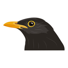 Rook Black Bird Animal Portrait Illustration Isolated on White Background