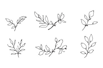Set of 6 pec in two row  Chamomile Leaf line art on white background 