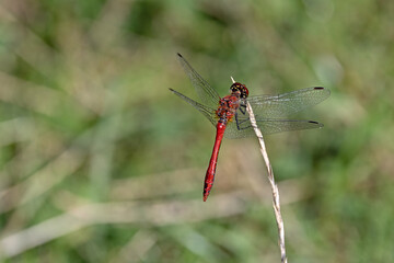 A ruddy darter (Sympetrum sanguineum) resting on a dry blade of grass