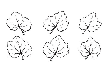 Set of 6 pec in two row  Chayote Leaf line art on white background